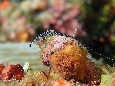 Polychaete Worm - Proceraea sp.  Anilao,Batangas,Philippines,Polychaete Worm,Proceraea,Proceraea sp,Worm