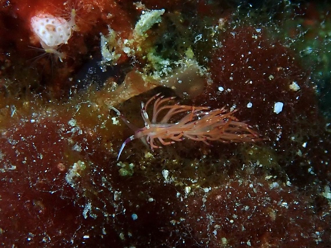 Nudibranch - Unidentia sandramillenae This species was newly described in 2017.<br />
Previously, this species was known as Flabellina sp.<br />
It looks similar to Coryphellina rubrolineata and was thought to be a very variable species, but turned out to be a species complex.<br />
<br />
ID by Terry Gosliner, who has described more than a thousand species of Nudibranch. Anilao,Batangas,Nudibranch,Philippines,Unidentia sandramillenae