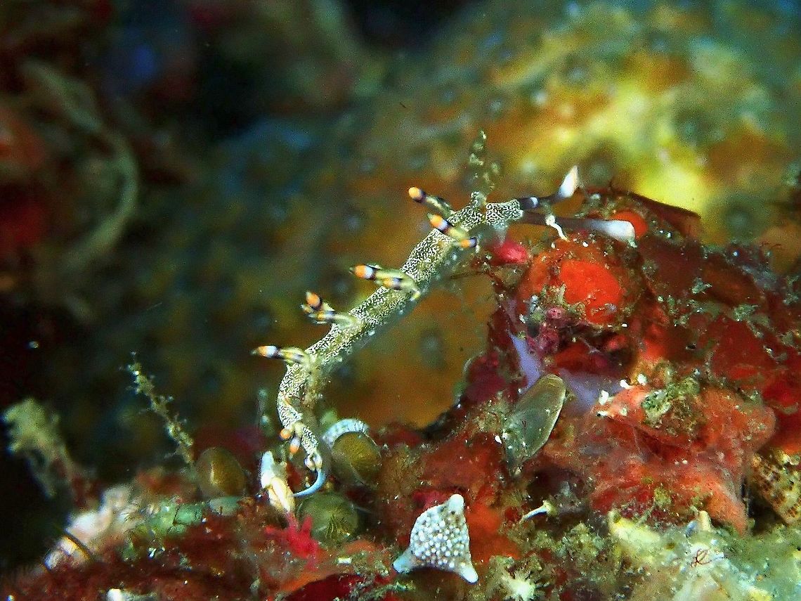 Nudibranch - Samla riwo  Anilao,Batangas,Nudibranch,Philippines,Samla riwo