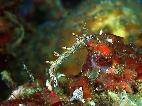 Nudibranch - Samla riwo  Anilao,Batangas,Nudibranch,Philippines,Samla riwo