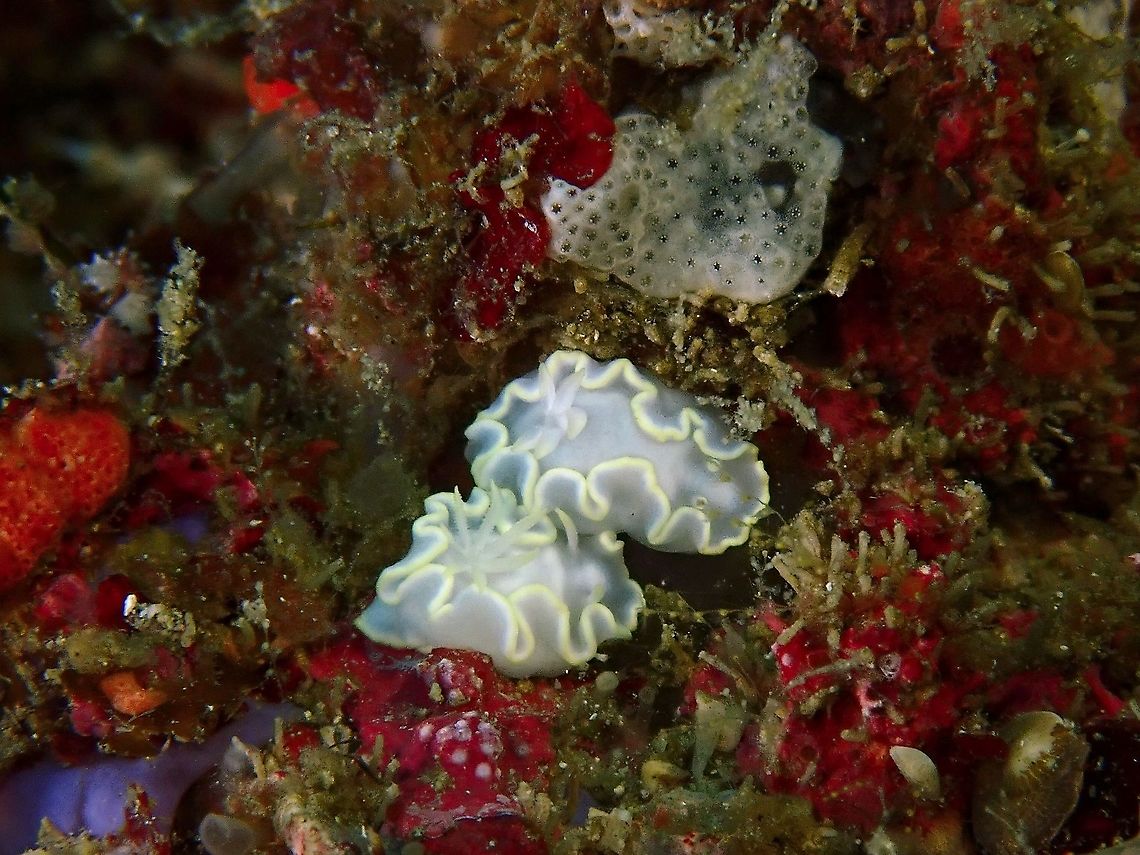 Nudibranch - Glossodoris buko This species was newly described in 2018.<br />
<br />
ID by the author himself, Terry Gosliner. Anilao,Batangas,Glossodoris buko,Nudibranch,Philippines