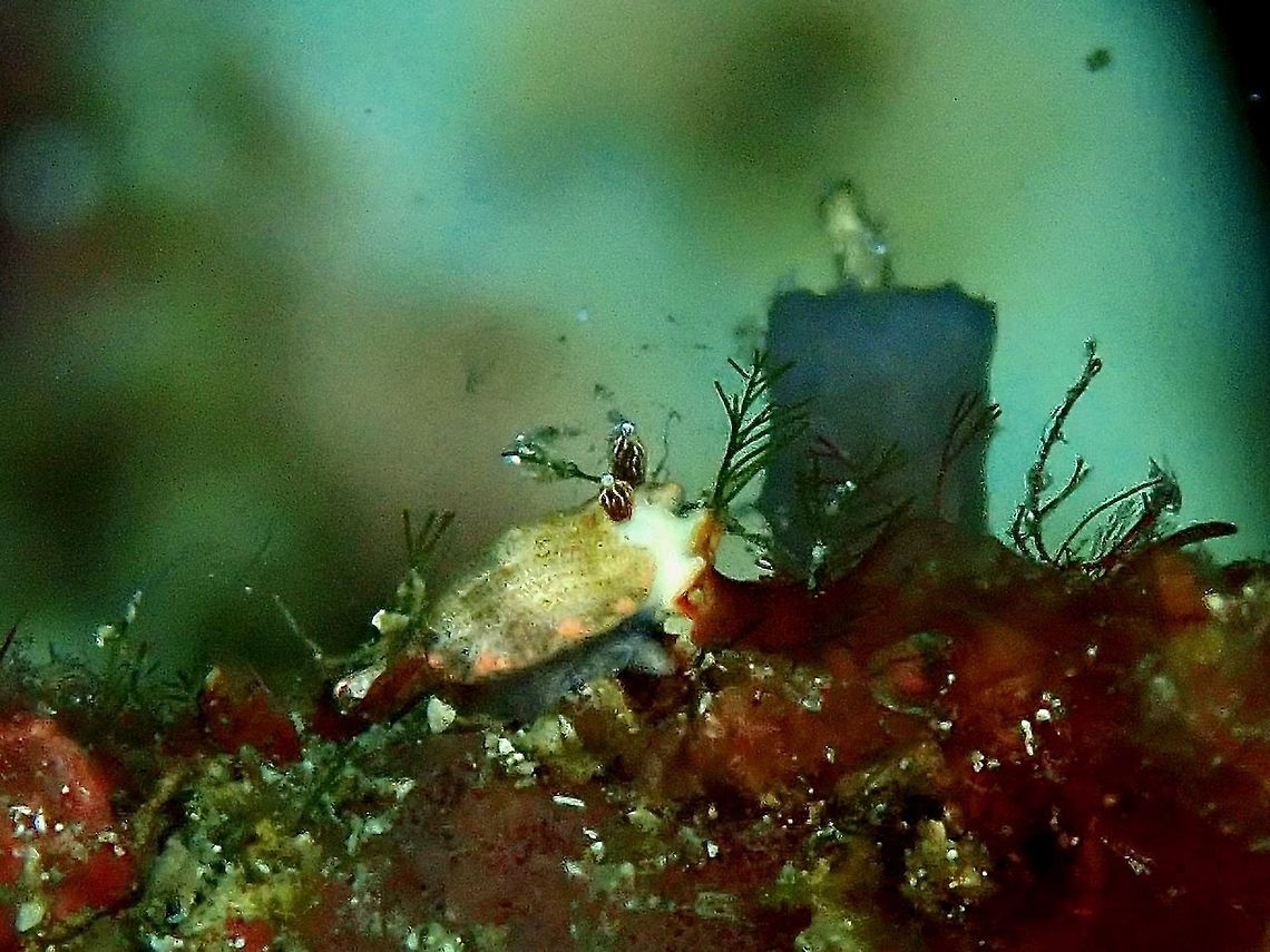 Nudibranch - Dermatobranchus funiculus This species was described in 2011.<br />
<br />
ID by the author Terry Gosliner. Anilao,Batangas,Dermatobranchus funiculus,Nudibranch,Philippines