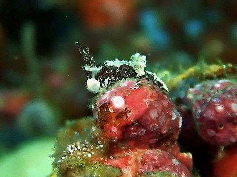 Nudibranch - Goniodoridella sp ID by Terry Gosliner. Anilao,Batangas,Goniodoridella,Goniodoridella sp,Nudibranch,Philippines