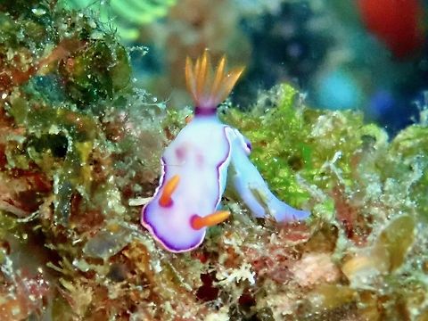 Nudibranch - Hypselodoris iba This species was newly described in 2018.
ID by the author, Terry Gosliner Anilao,Batangas,Hypselodoris iba,Nudibranch,Philippines