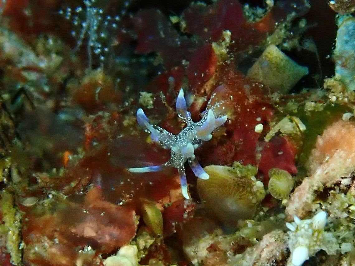 Nudibranch - Phyllodesmium poindimiei  Anilao,Batangas,Nudibranch,Philippines,Phyllodesmium poindimiei