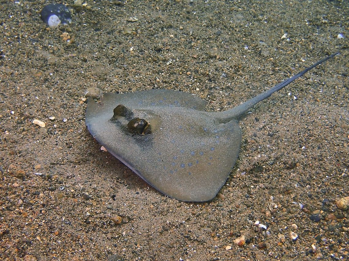 Oriental Bluespotted Stingray - Neotrygon orientale This species was newly described in 2016.<br />
<br />
I had previously thought this was Neotrygon kuhlii, which looks similar at a glance and also reported from the same locality. Anilao,Batangas,Bluespotted Stingray,Maskray,Neotrygon orientale,Oriental Bluespotted Stingray,Philippines.,Ray,Stingray