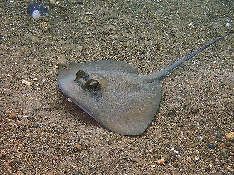 Oriental Bluespotted Stingray - Neotrygon orientale This species was newly described in 2016.

I had previously thought this was Neotrygon kuhlii, which looks similar at a glance and also reported from the same locality. Anilao,Batangas,Bluespotted Stingray,Maskray,Neotrygon orientale,Oriental Bluespotted Stingray,Philippines.,Ray,Stingray