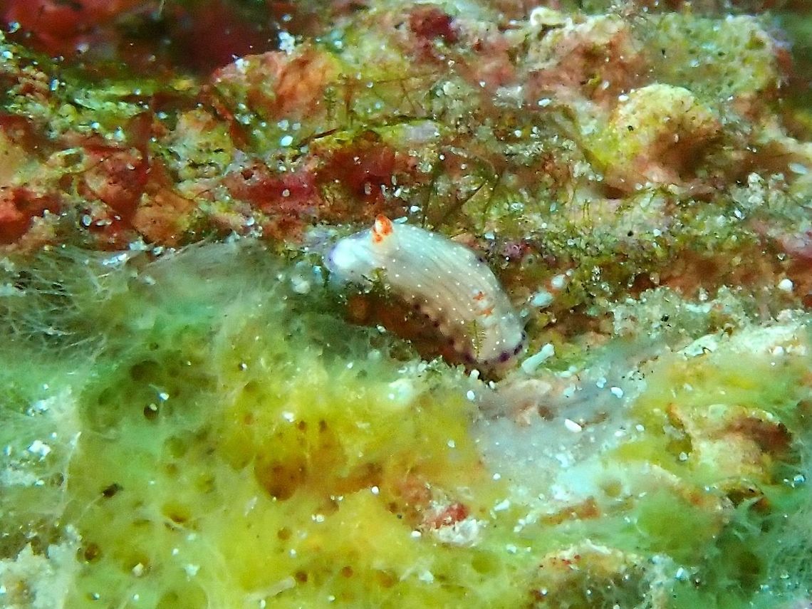 Nudibranch - Hypselodoris skyleri This species was newly described in 2018.<br />
<br />
ID by the author, Terry Gosliner. Anilao,Batangas,Hypselodoris skyleri,Nudibranch,Philippines