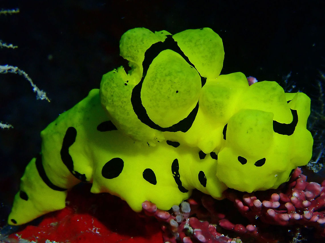Banana Nudibranch This Nudibranch is fondly called Banana Nudibranch for its yellow colour, similar to the skin of bananas. Banana Nudibranch,Malaysia,Notodoris minor,Nudibranch,Sabah,Sipadana