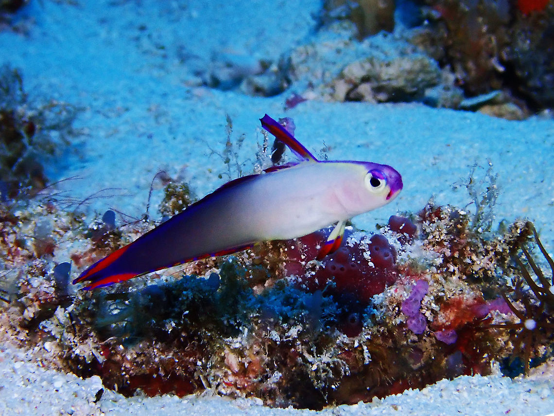 Decorated Dartfish - Nemateleotris decora White head and front body gradating to purplish rear body; violet snout and stripe dorsal fin, violet and red marked fins; long 1st dorsal fin. Dartfish,Decorated Dartfish,Elegant firefish,Fish,Malaysia,Nemateleotris decora,Sabah,Sipadan