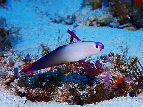 Decorated Dartfish - Nemateleotris decora White head and front body gradating to purplish rear body; violet snout and stripe dorsal fin, violet and red marked fins; long 1st dorsal fin. Dartfish,Decorated Dartfish,Elegant firefish,Fish,Malaysia,Nemateleotris decora,Sabah,Sipadan