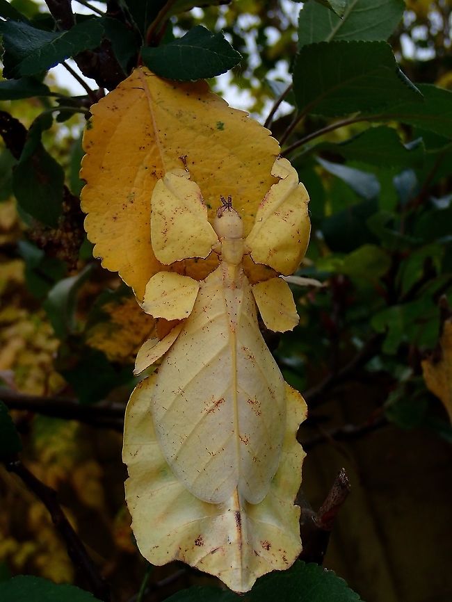 Colours of Autumn Leaf Lovely colour adaptation of this leaf insect, Pulchriphyllium bioculatum.  Besides the most common colour of green, they can also takes on other colours of mix of green, yellow, orange and brown to adapt and camouflage among the leafs. On the rare occasion, some species had even take on the colours of red. <br />
<br />
This species is one of the earliest Leaf Insect described by  George Robert Gray in 1832 and is likely the most widespread species that can be found in most tropical parts of Asia as well as Madagascar, Mauritius and the Seychelles. Leaf Insect,Malaysia,Phasmatodea,Phasmid,Pulchriphyllium bioculatum