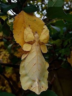 Colours of Autumn Leaf Lovely colour adaptation of this leaf insect, Pulchriphyllium bioculatum.  Besides the most common colour of green, they can also takes on other colours of mix of green, yellow, orange and brown to adapt and camouflage among the leafs. On the rare occasion, some species had even take on the colours of red. 

This species is one of the earliest Leaf Insect described by  George Robert Gray in 1832 and is likely the most widespread species that can be found in most tropical parts of Asia as well as Madagascar, Mauritius and the Seychelles. Leaf Insect,Malaysia,Phasmatodea,Phasmid,Pulchriphyllium bioculatum
