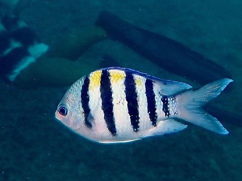 Indo-Pacific Sergeant Major - Abudefduf vaigiensis  Abudefduf vaigiensis,Damselfish,Fish,Indo-Pacific Sergeant,Indo-Pacific Sergeant Major,Mabul,Malaysia,Sabah