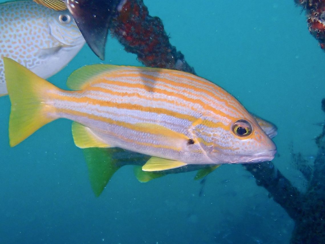 Spanish Flag Snapper - Lutjanus carponotatus  Fish,Lutjanus carponotatus,Malaysia,Sabah,Snapper,Spanish Flag Snapper
