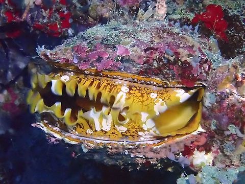 Giant Thorny Oyster - Spondylus varius Named Giant as they can grow up to 20 cm in size. Giant Thorny Oyster,Malaysia,Oyster,Sabah,Spondylus varius,Variable Thorny Oyster