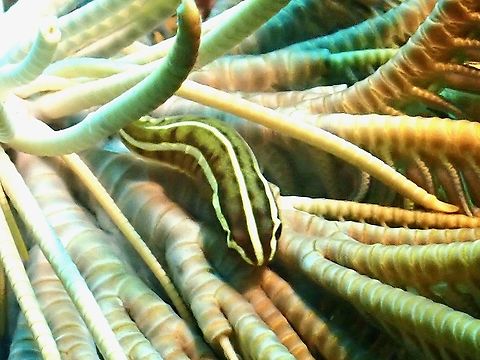 Crinoid Clingfish -  Discotrema crinophilum  Clingfish,Crinoid clingfish,Discotrema crinophilum,Malaysia,Sabah