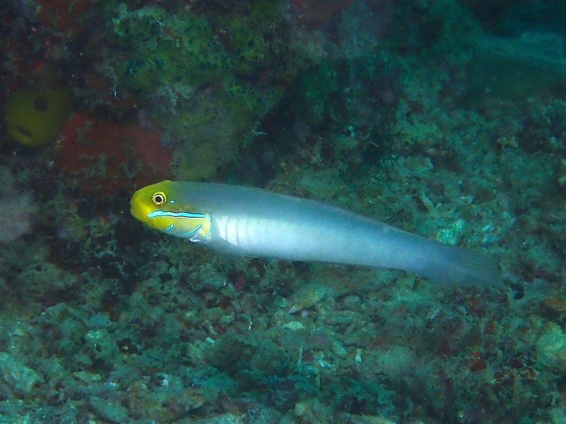 Bluestreak Goby - Valenciennea strigata  Bluestreak Goby,Fish,Goby,Golden-head sleeper goby,Malaysia,Sabah,Valenciennea strigata