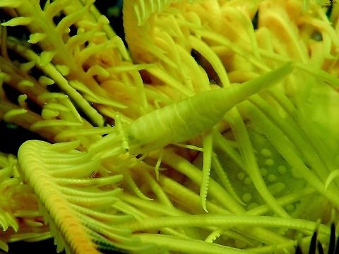 Perfect Camouflage!  Ambon Crinoid Shrimp,Crinoid Shrimp,Laomenes amboinensis,Malaysia,Sabah,Shrimp