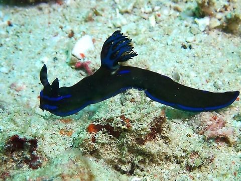 Gloomy Nudibranch  -Tambja morosa  Gloomy Nudibranch,Malaysia,Nudibranch,Sabah,Tambja morosa