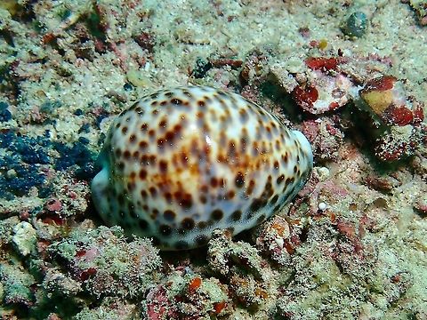 Tiger Cowry - Cypraea tigris  Cowries,Cypraea tigris,Malaysia,Sabah,Sea Shell,Tiger cowry