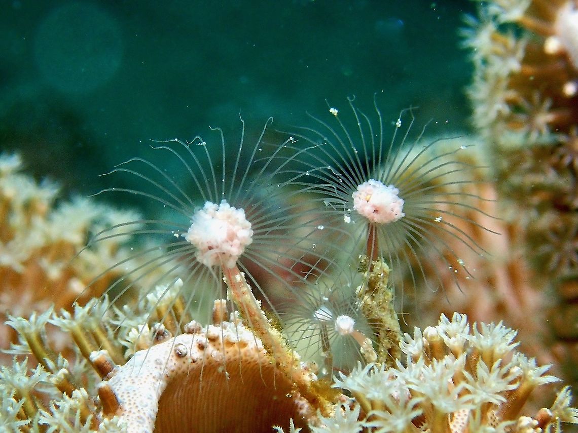 Fairy Palm Hydroid - Ralpharia sp. This hydroid consists of a single polyp on a tapering stalk which arises from sand or gravel. The colouration is translucent white or pale pink.<br />
<br />
In the picture, the middle section of the polyp is around 5-8 mm in size and with the tentacles, around 25 - 30 mm width. Fairy Palm Hydroid,Hydroid,Mabul,Malaysia,Palm Hydroid,Ralpharia,Ralpharia sp,Sabah