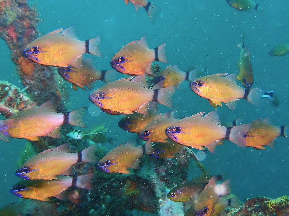 Ringtail Cardinalfish - Ostorhinchus aureus  Cardinalfish,Fish,Malaysia,Ostorhinchus aureus,Ring-tailed cardinalfish,Sabah