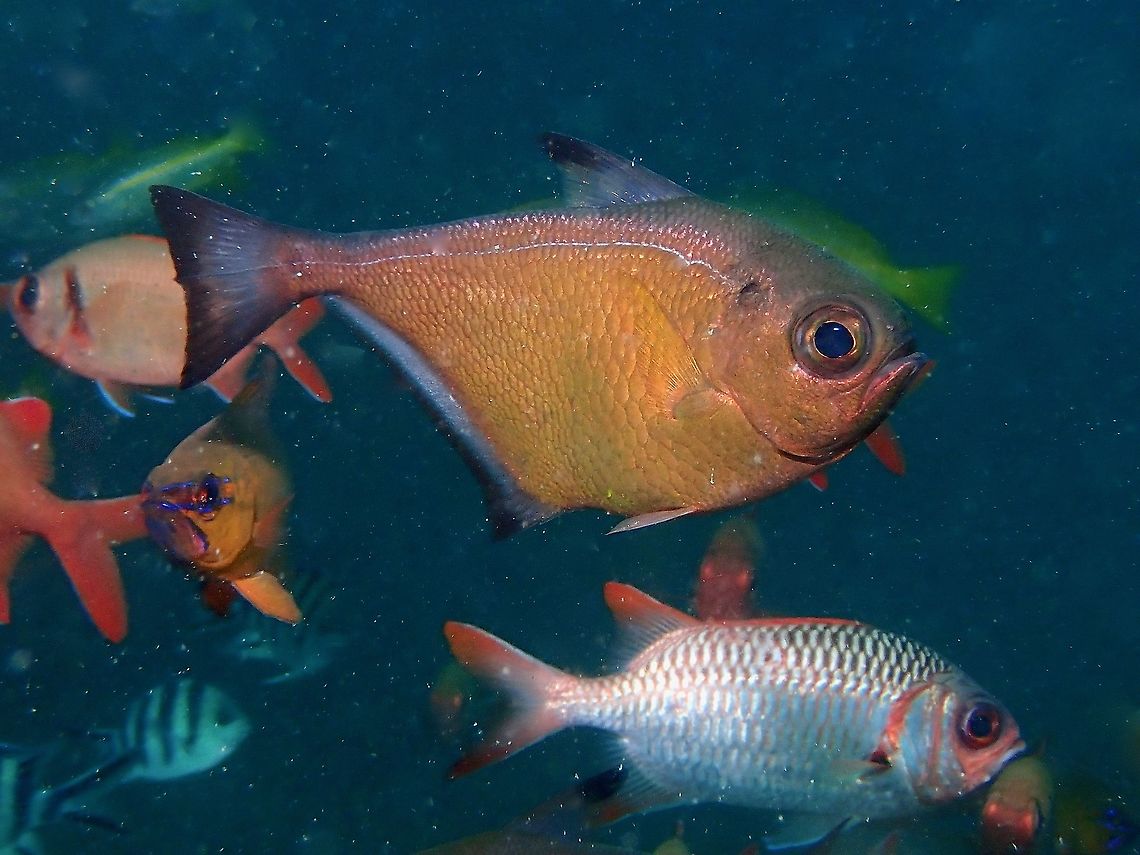 Vanikoro Sweeper - Pempheris vanicolensis  Fish,Malaysia,Pempheris vanicolensis,Sabah,Sweeper,Vanikoro Sweeper