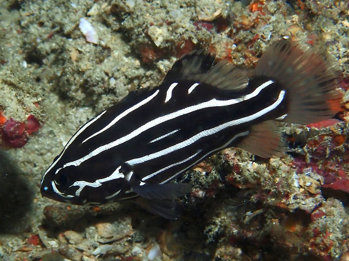 Six-Lined Soapfish - Grammistes sexlineatus  Fish,Grammistes sexlineatus,Malaysia,Sabah,Six-Lined Soapfish,Soapfish