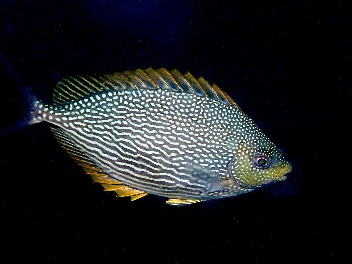 Java Rabbitfish - Siganus spinus Pale grey with numerous bluish white spots and wavy grey lines; yellowish head and dorsal and anal fins; large black botch on tail. Fish,Java Rabbitfish,Malaysia,Rabbitfish,Sabah,Siganus javus,Siganus spinus,Streaked Spinefoot