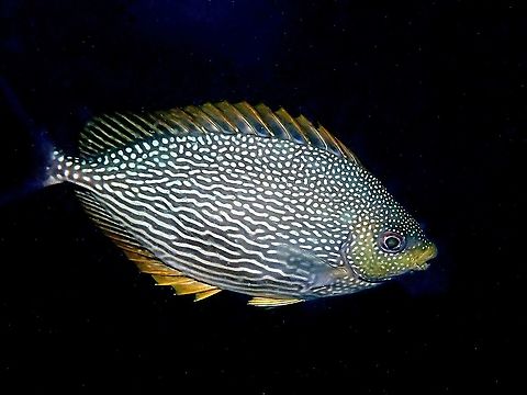 Java Rabbitfish - Siganus spinus Pale grey with numerous bluish white spots and wavy grey lines; yellowish head and dorsal and anal fins; large black botch on tail. Fish,Java Rabbitfish,Malaysia,Rabbitfish,Sabah,Siganus javus,Siganus spinus,Streaked Spinefoot