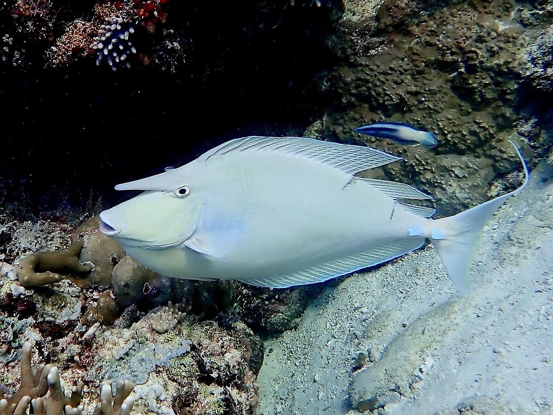 Bluespine Unicornfish - Naso unicornis Gray to olive, tail spines blue; relatively short forehead horn (does not project past mouth). Bluespine unicornfish,Fish,Malaysia,Naso unicornis,Sabah,Unicornfish