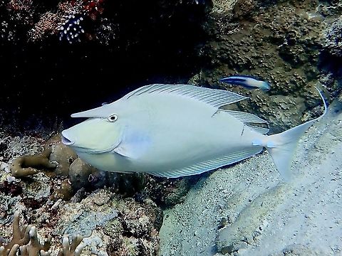 Bluespine Unicornfish - Naso unicornis Gray to olive, tail spines blue; relatively short forehead horn (does not project past mouth). Bluespine unicornfish,Fish,Malaysia,Naso unicornis,Sabah,Unicornfish