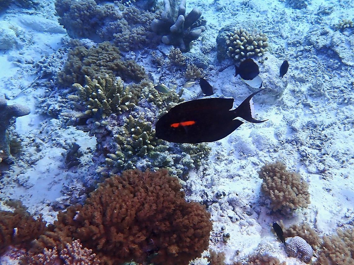 Orangeband Surgeonfish - Acanthurus olivaceus  Acanthurus olivaceus,Fish,Malaysia,Orangeband Surgeonfish,Sabah,Surgeonfish