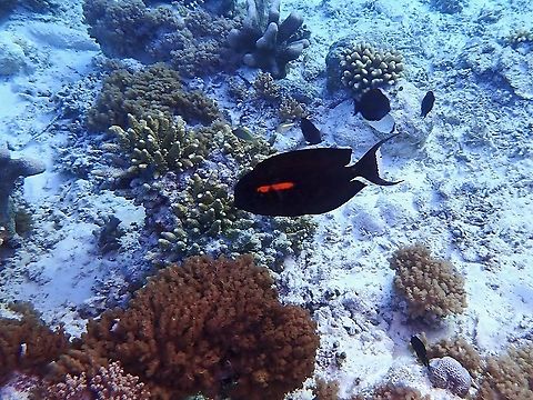 Orangeband Surgeonfish - Acanthurus olivaceus  Acanthurus olivaceus,Fish,Malaysia,Orangeband Surgeonfish,Sabah,Surgeonfish
