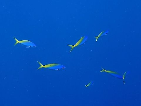 Blue and Yellow Fusilier - Caesio teres  Blue and Yellow Fusilier,Caesio teres,Fish,Fusilier,Malaysia,Sabah