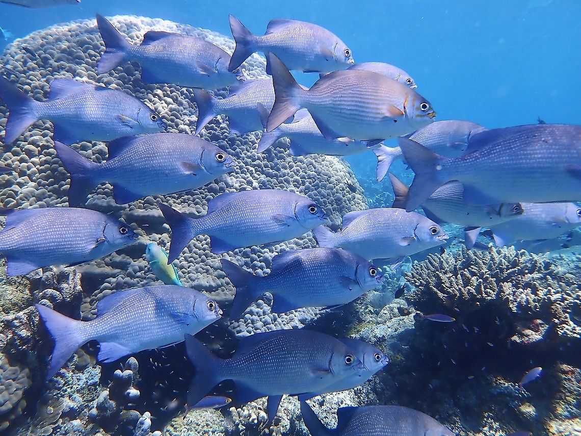 Topsail Drummer - Kyphosus cinerascens Silvery grey with dark horizontal lines on side; rear dorsal fin distinctly elevated (higher than tallest dorsal spines).<br />
<br />
Was told that there is another species of Drummer in the picture - Brassy Drummer (Kyphosus vaigiensis), which has more pronounced stripes. To my untrained eyes, still difficult to tell them apart especially when they are mixed in the same group. Drummer,Fish,Kyphosus cinerascens,Malaysia,Sabah,Topsail Drummer
