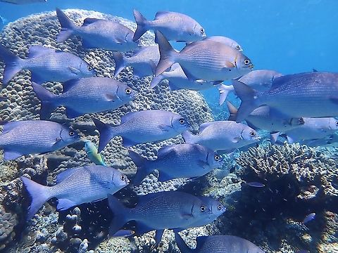 Topsail Drummer - Kyphosus cinerascens Silvery grey with dark horizontal lines on side; rear dorsal fin distinctly elevated (higher than tallest dorsal spines).

Was told that there is another species of Drummer in the picture - Brassy Drummer (Kyphosus vaigiensis), which has more pronounced stripes. To my untrained eyes, still difficult to tell them apart especially when they are mixed in the same group. Drummer,Fish,Kyphosus cinerascens,Malaysia,Sabah,Topsail Drummer