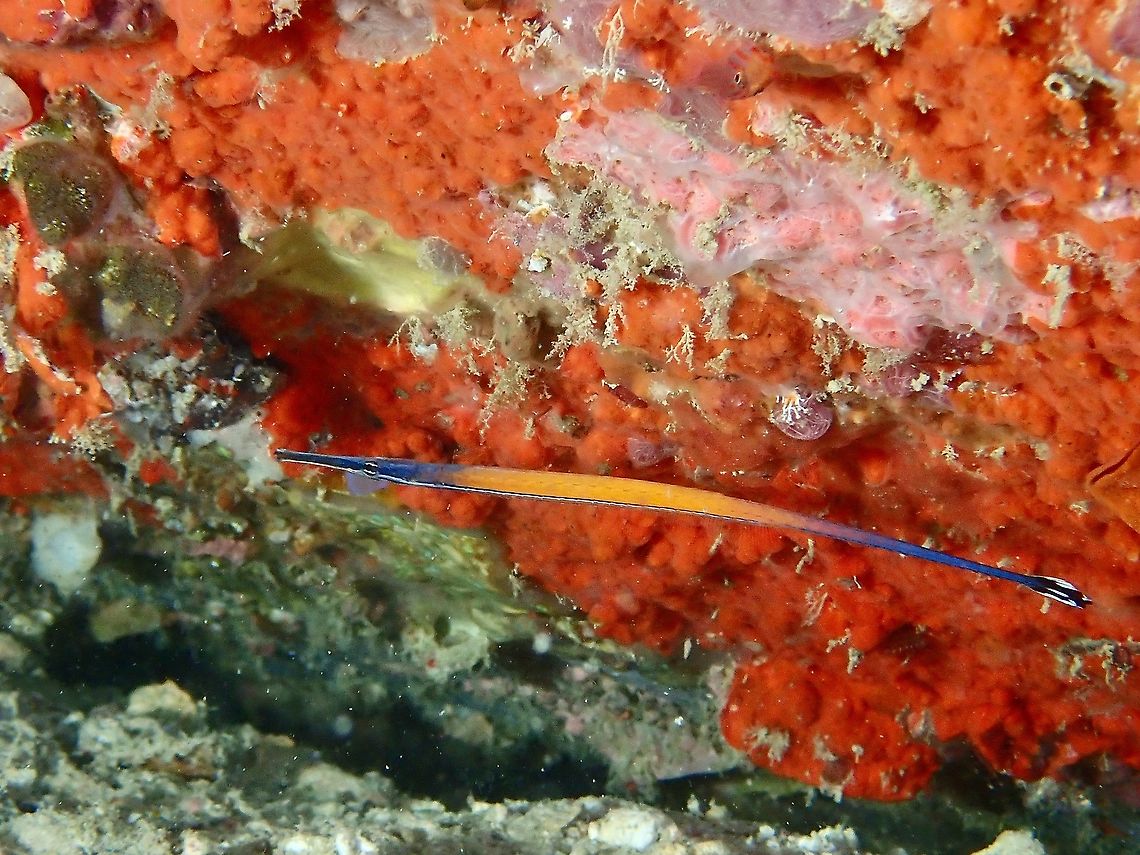 Cleaner Pipefish - Doryrhamphus janssi Orange mid-body with blue head and rear body; black tail with white margin and center spot.<br />
<br />
This Cleaner Pipefish cleans other fishes especially moray eels.  They are very shy and usually hides among crevies, under rocks/corals and doesn&#039;t likes lights. Cleaner Pipefish,Doryrhamphus janssi,Malaysia,Pipefish,Sabah