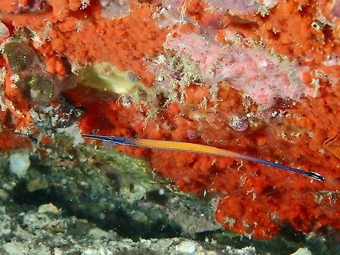 Cleaner Pipefish - Doryrhamphus janssi Orange mid-body with blue head and rear body; black tail with white margin and center spot.

This Cleaner Pipefish cleans other fishes especially moray eels.  They are very shy and usually hides among crevies, under rocks/corals and doesn't likes lights. Cleaner Pipefish,Doryrhamphus janssi,Malaysia,Pipefish,Sabah