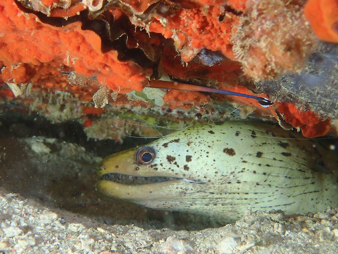 Frimbriated Moray Eel - Gymnothorax fimbriatus Frimbriated Moray Eel, seen here with Cleaner Pipefish and Cleaner Shrimp Fimbriated moray,Gymnothorax fimbriatus,Malaysia,Moray,Moray Eel,Sabah