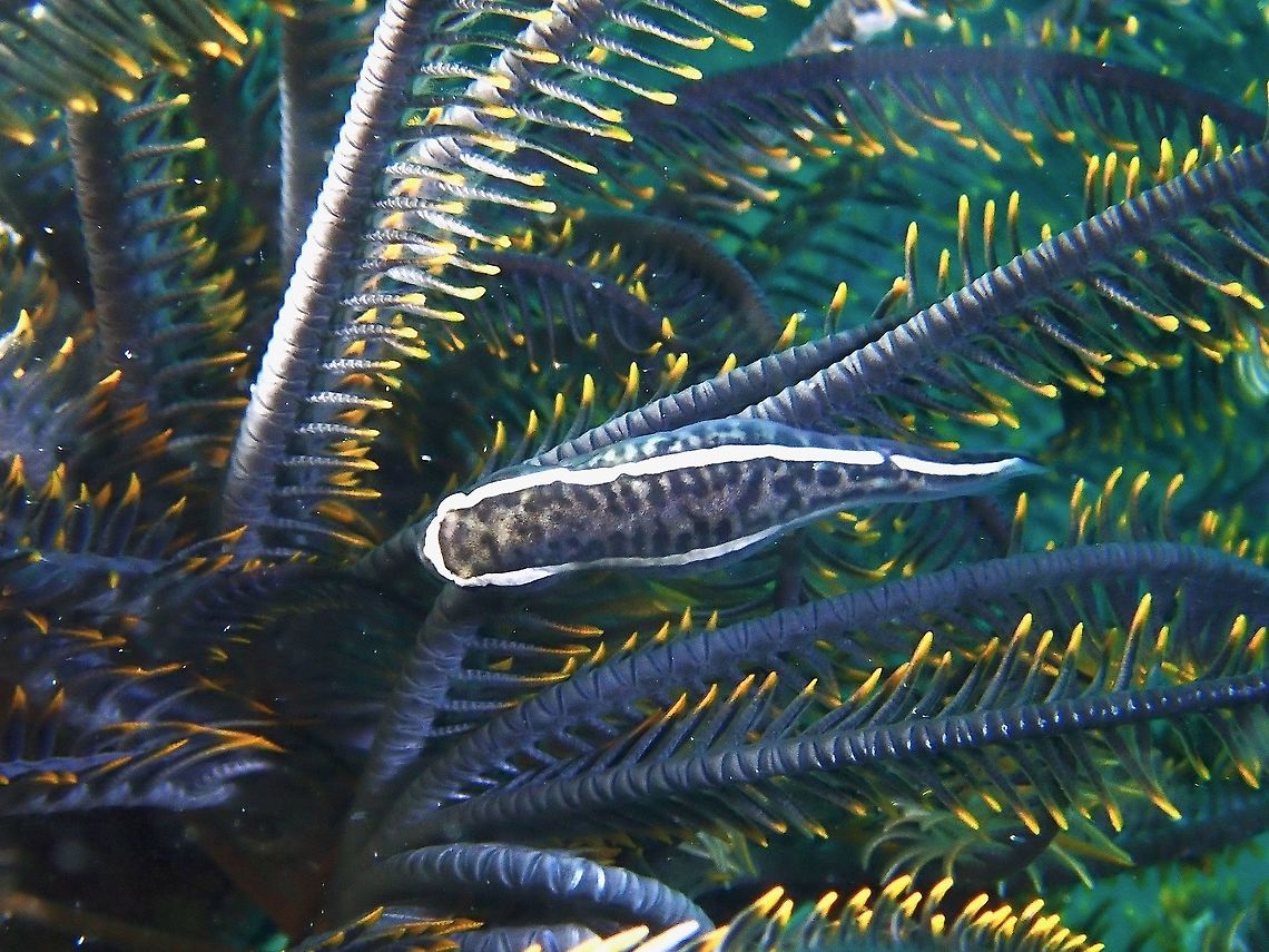 One-Line Clingfish - Discotrema monogrammum  Clingfish,Discotrema monogrammum,Fish,Malaysia,One-line Clingfish,Sabah
