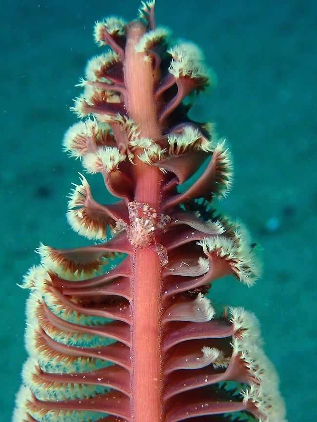 Sea Pen - Scytalium tentaculatum This Sea Pen play host to crabs, shrimps and gobies.<br />
In the picture, a Four-Lobed Porcelain Crab - Lissoporcellana quadrilobata can be seen. Anilao,Batangas,Corals,Philippines,Scytalium tentaculatum,Sea Pen