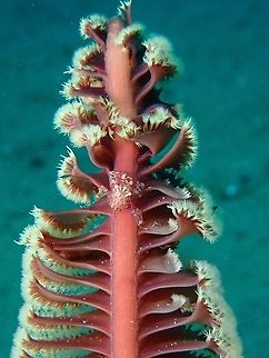 Sea Pen - Scytalium tentaculatum This Sea Pen play host to crabs, shrimps and gobies.
In the picture, a Four-Lobed Porcelain Crab - Lissoporcellana quadrilobata can be seen. Anilao,Batangas,Corals,Philippines,Scytalium tentaculatum,Sea Pen