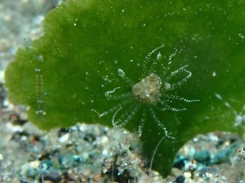 Sea Anemone - Bunodeopsis sp.  Anemone,Anilao,Batangas,Bunodeopsis,Bunodeopsis sp,Philippines,Sea Anemone