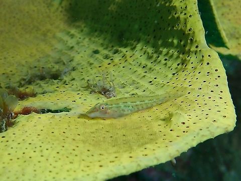 Slender Spongegoby - Pleurosicya elongata Elongate with protruding snout; translucent body with tints similar to host, fan shaped Ianthella basta; usually dark spot and dash markings. Fish,Goby,Malaysia,Pleurosicya elongata,Sabah,Slender Spongegoby
