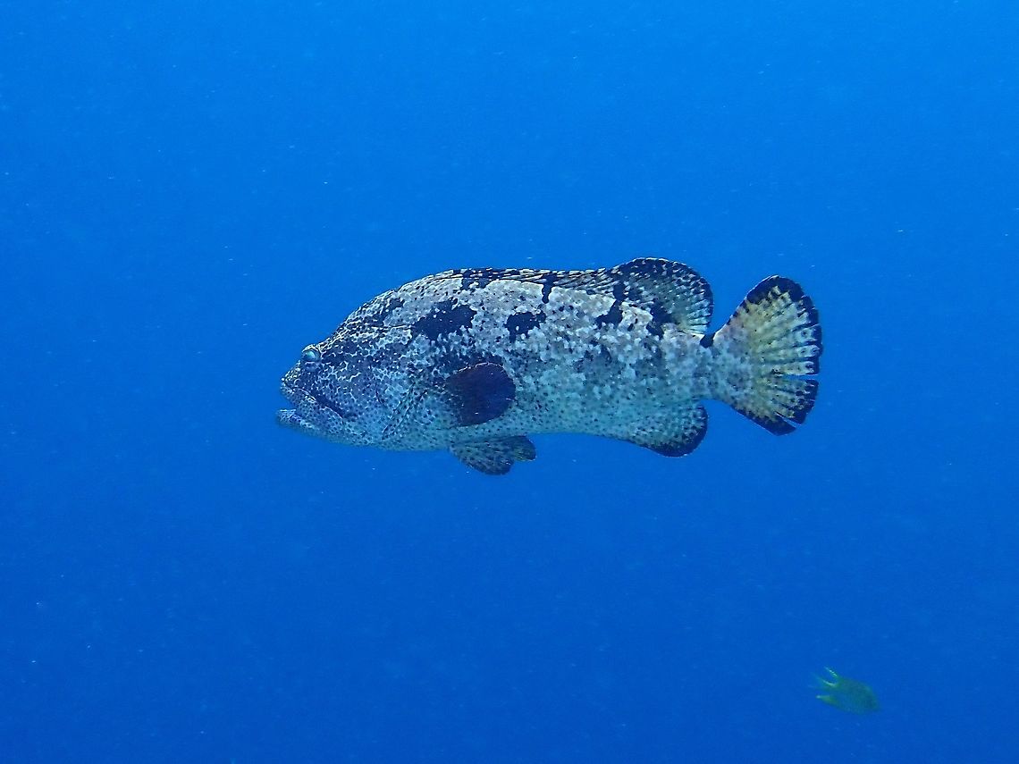 Brown-Marbled Grouper - Epinephelus fuscoguttatus  Brown-marbled grouper,Epinephelus fuscoguttatus,Fish,Grouper,Malaysia,Sabah