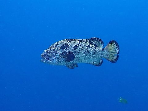 Brown-Marbled Grouper - Epinephelus fuscoguttatus  Brown-marbled grouper,Epinephelus fuscoguttatus,Fish,Grouper,Malaysia,Sabah