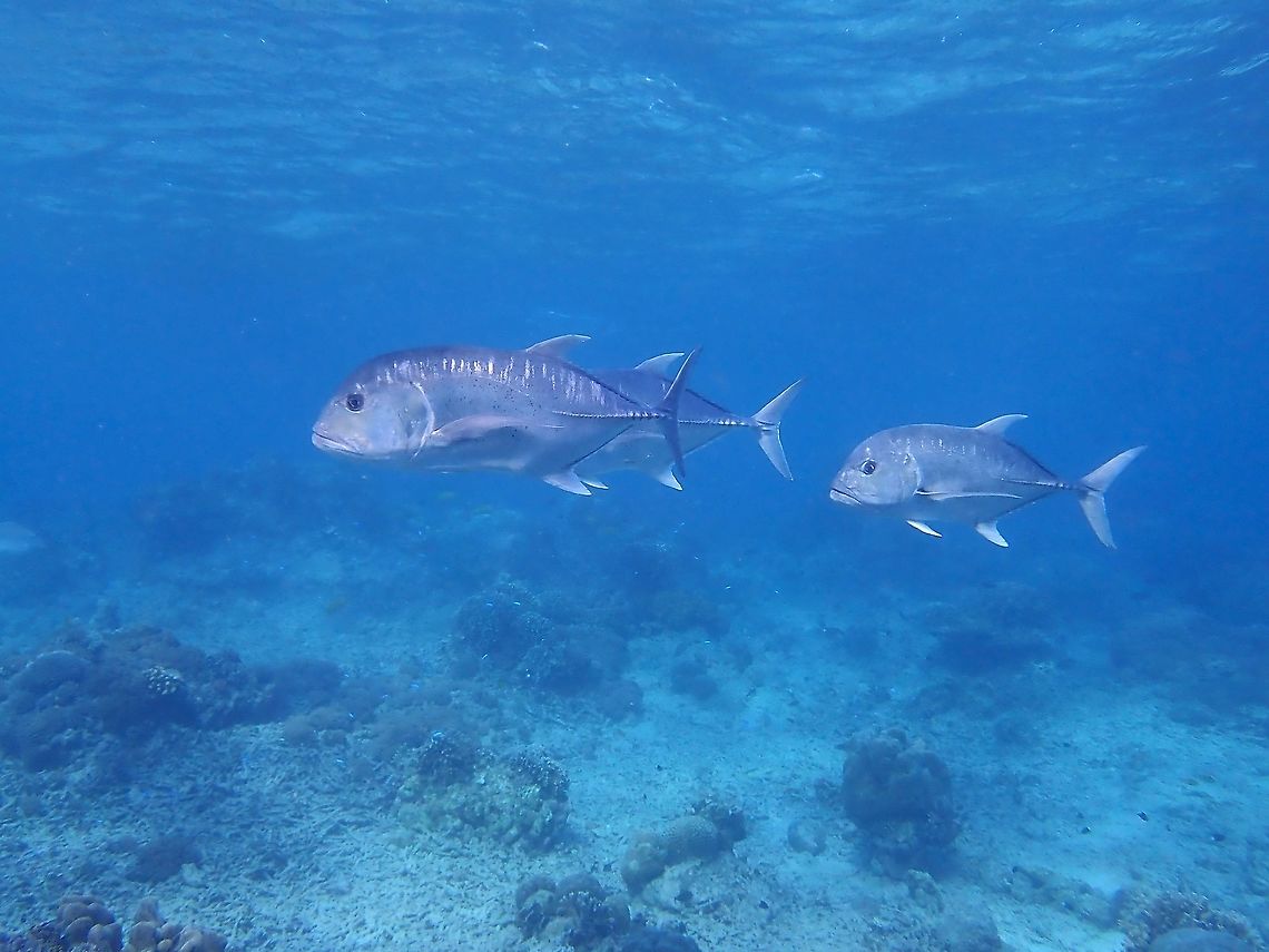 Three's a Company A group of Giant Trevally - Caranx ignobilis patrolling the reefs. Caranx ignobilis,Fish,Giant Trevally,Jacks,Malaysia,Sabah,Sipadan,Trevally