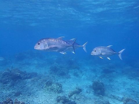 Three's a Company A group of Giant Trevally - Caranx ignobilis patrolling the reefs. Caranx ignobilis,Fish,Giant Trevally,Jacks,Malaysia,Sabah,Sipadan,Trevally